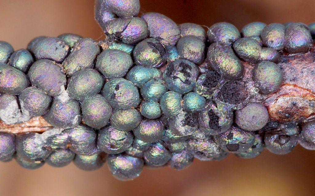 Diacheopsis metallica